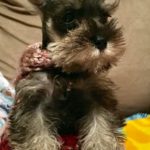 Little Lettii