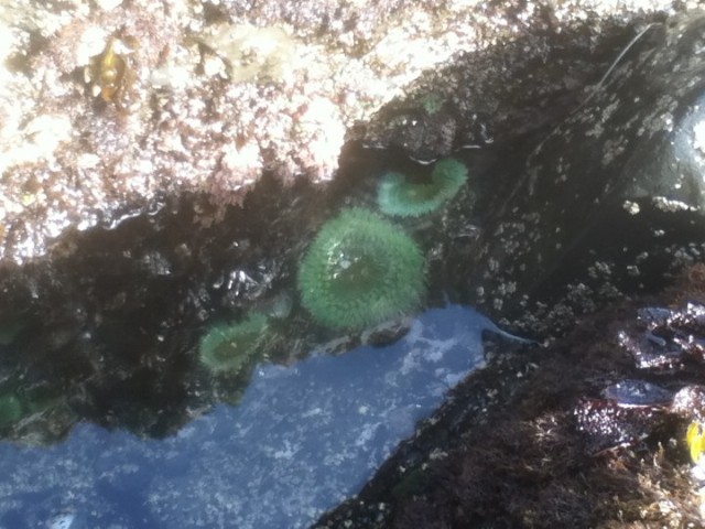 Sea anemones
