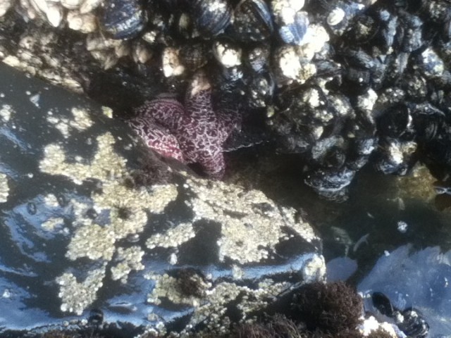 Starfish!