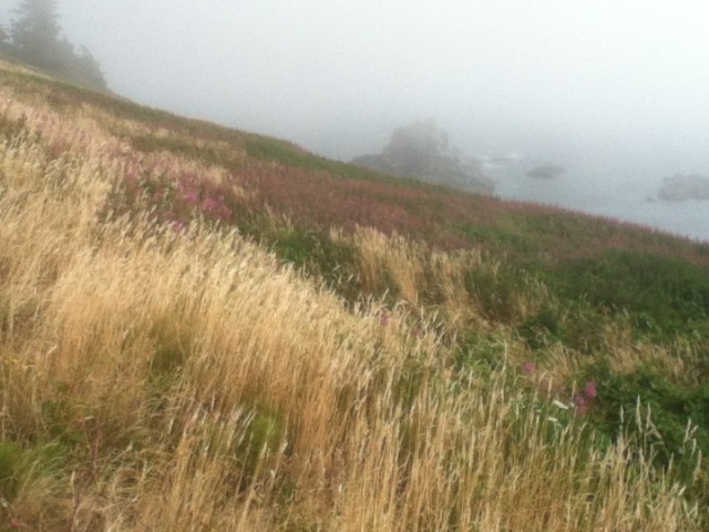 Beautiful vegetation
